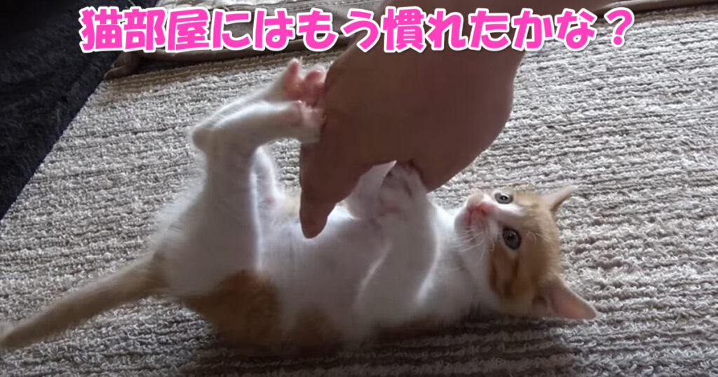 もう慣れたかな？　ニャンコ部屋生活６日目の子猫ちゃん