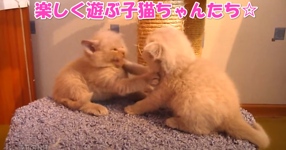 遊ぶ２匹の子猫ちゃん　アイキャッチ