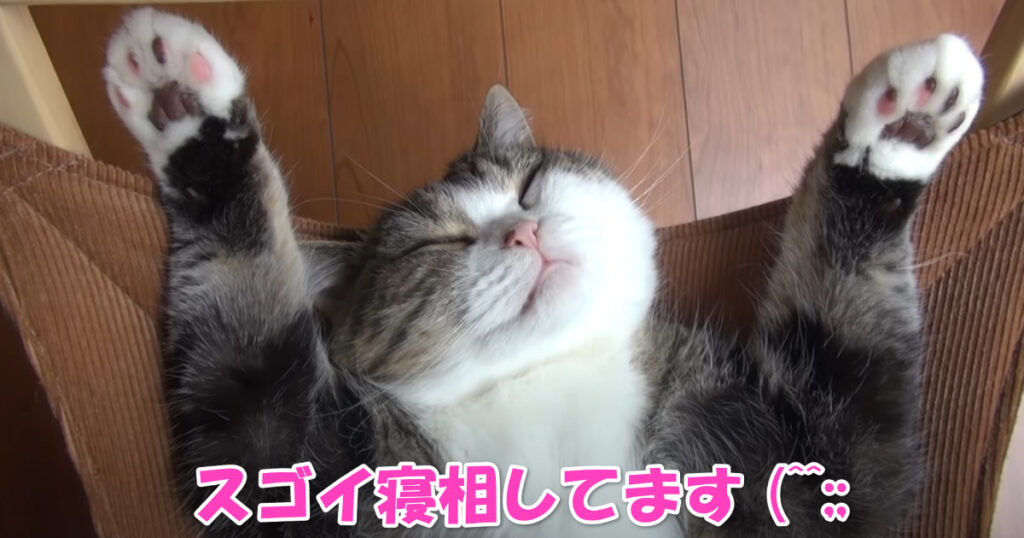 ニャンコの開き？　ハンモックで眠るニャンコ