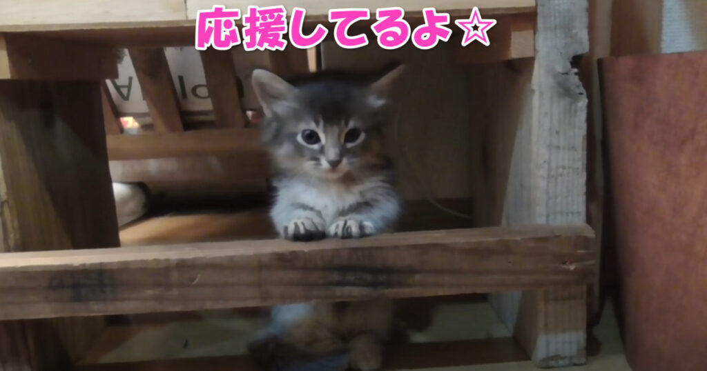 応援してるよ☆　段差を乗り越えようと頑張る子猫ちゃん