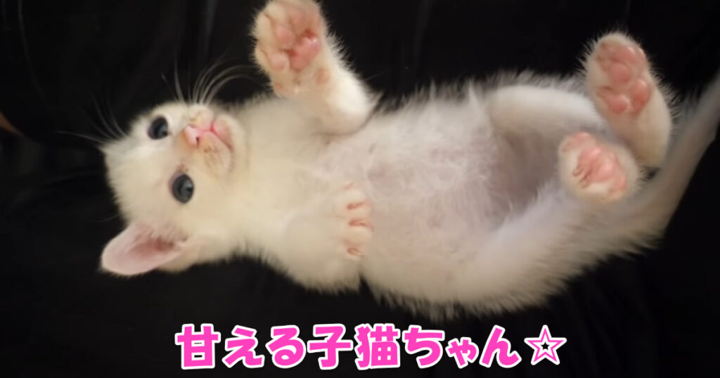 愛らしい子猫ちゃんたち☆　ご主人さまのまわりで甘えながらくつろいでます。