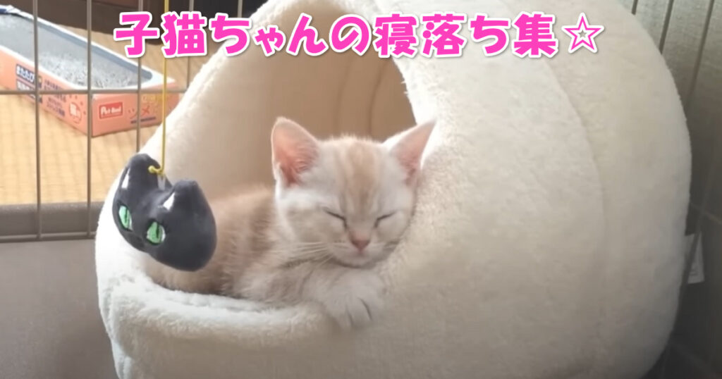 子猫ちゃんの定番！　アメショー子猫ちゃんの寝落ち集