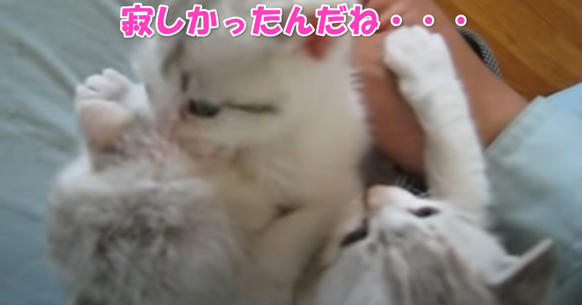 保護された子猫ちゃんたち　アイキャッチ