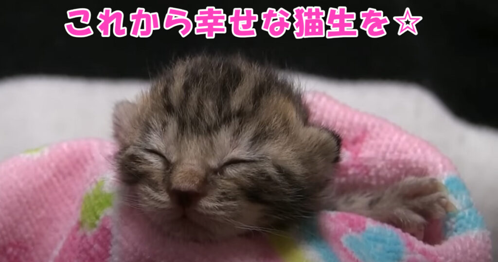 生まれたばっかりの子猫ちゃん、これから幸せな猫生をおくってね☆