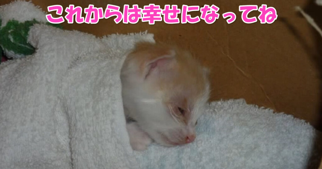 これからは幸せにね！　ボロボロの状態で保護された子猫ちゃん