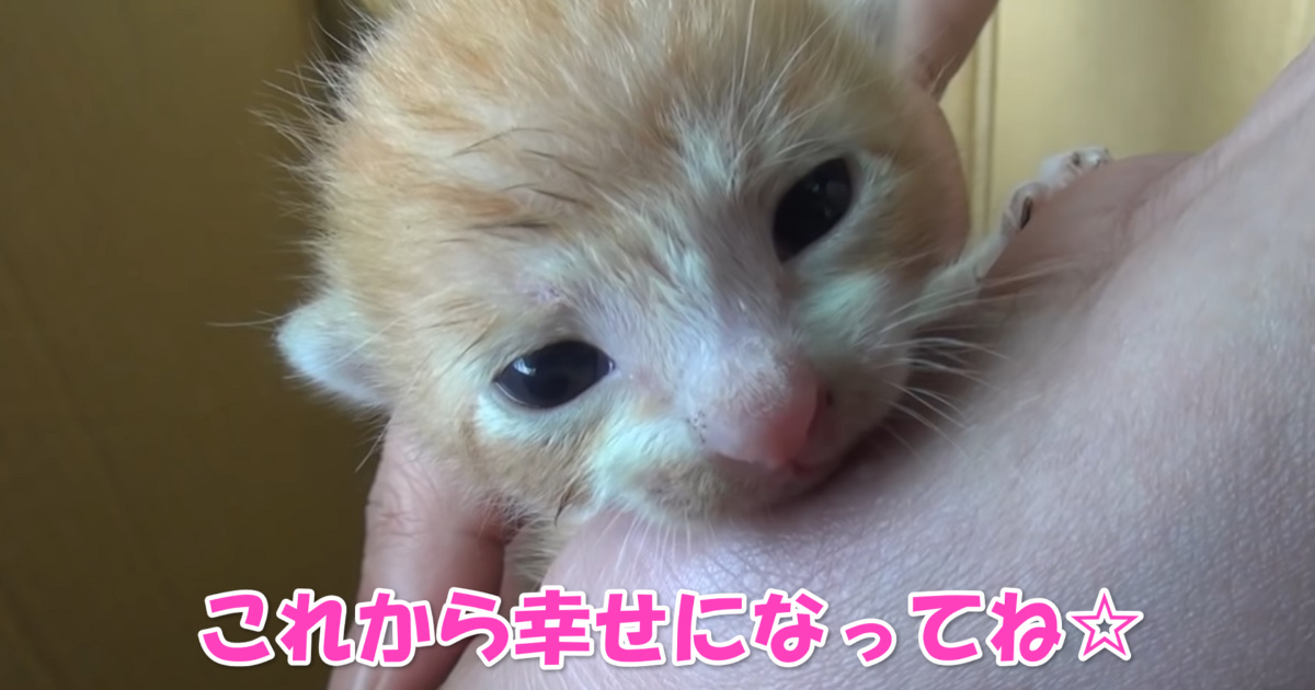 保護猫ちゃん　アイキャッチ