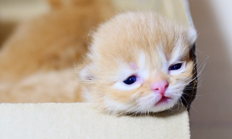 マンチカン子猫ちゃんたち　No-1