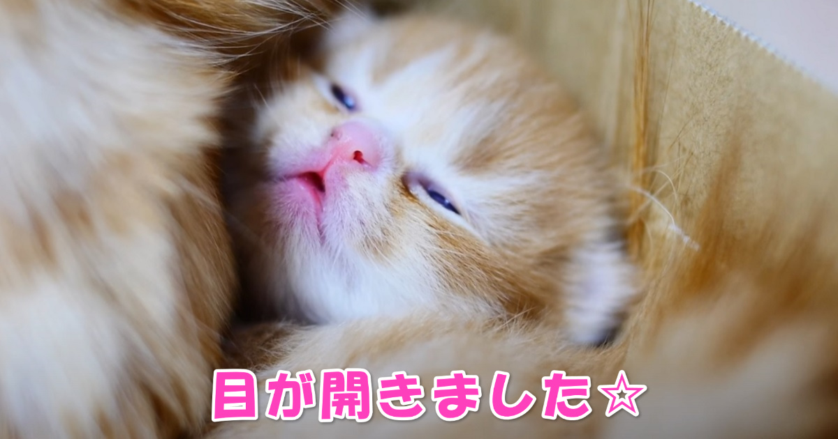 マンチカンの子猫ちゃんたち　アイキャッチ