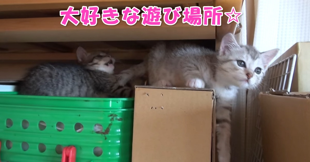 遊ぶ子猫ちゃんたち　アイキャッチ