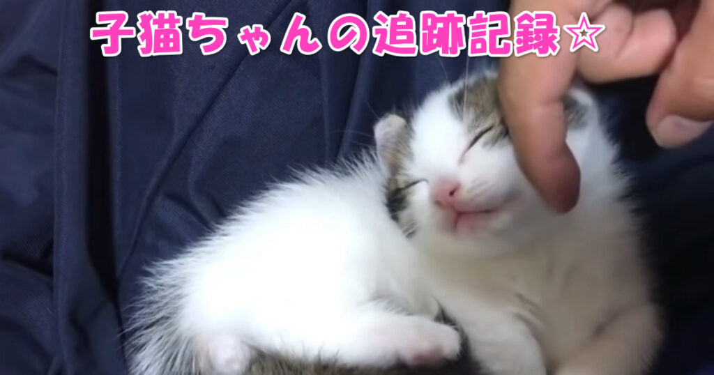 子猫ちゃんの追跡記録、とっても可愛らしい姿が撮れちゃいました☆