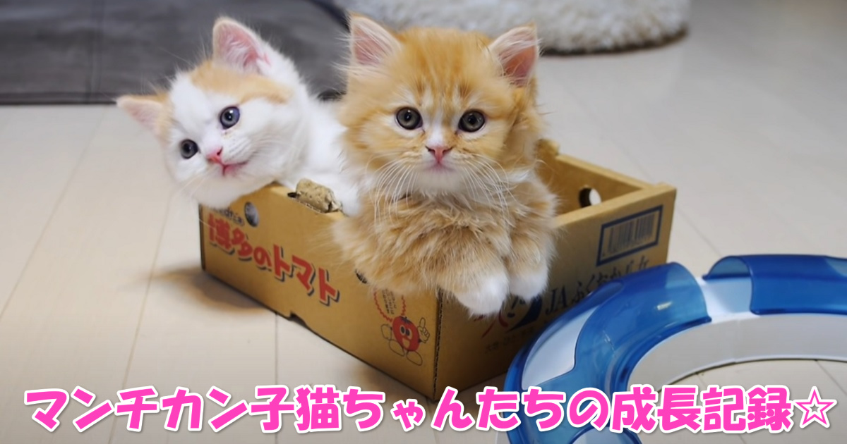 マンチカン子猫ちゃんたちの成長記録　アイキャッチ