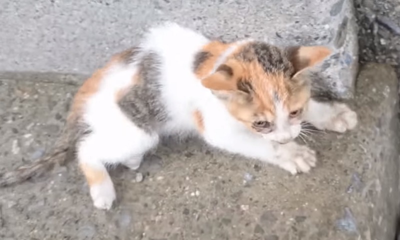 保護猫ちゃん　No-1