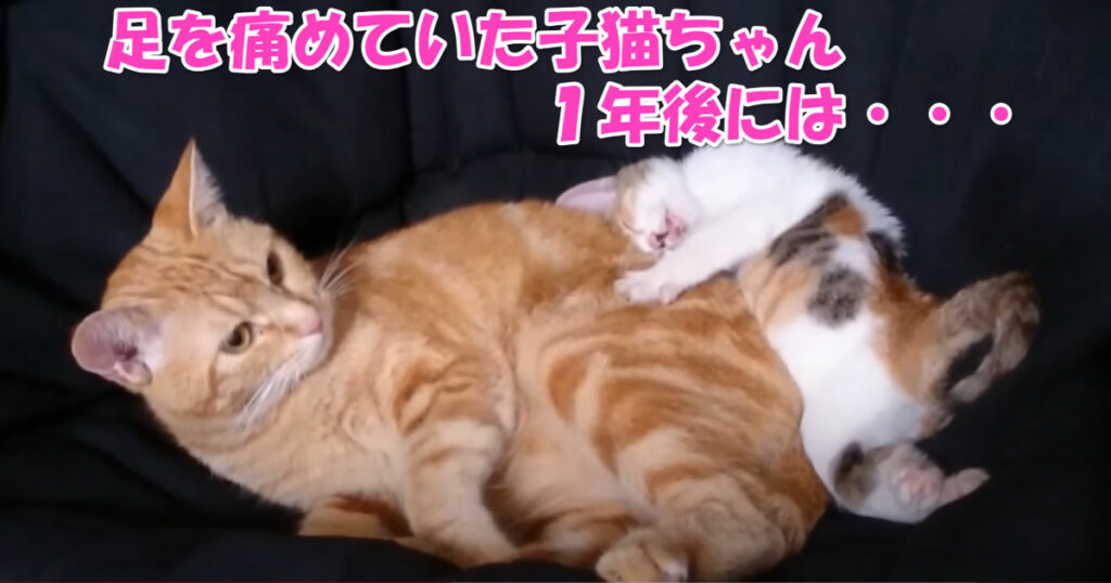 足を痛めていた保護猫ちゃん。１年後には・・・