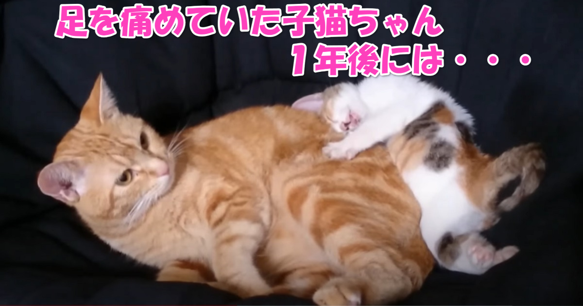 保護猫ちゃん　アイキャッチ