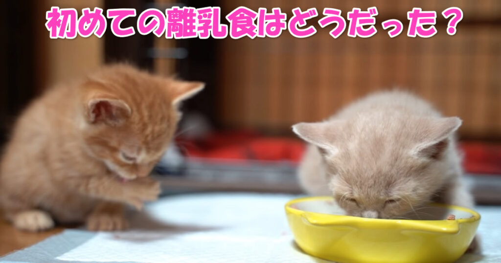 初めてのご飯はどうだった？　離乳食を初めて食べた子猫ちゃんたち