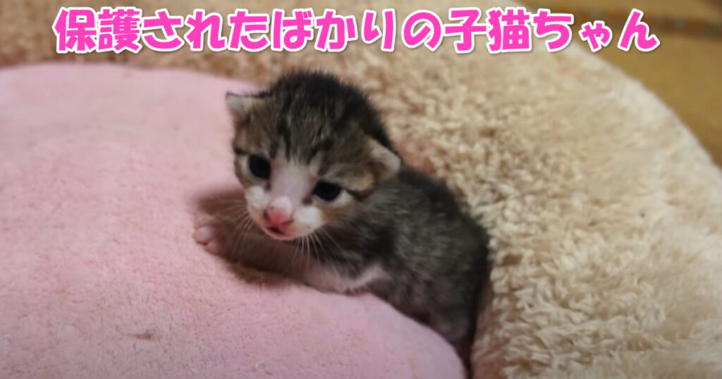 これからきっと幸せになれるよ☆　保護されたばかりの生後１週間の子猫ちゃん