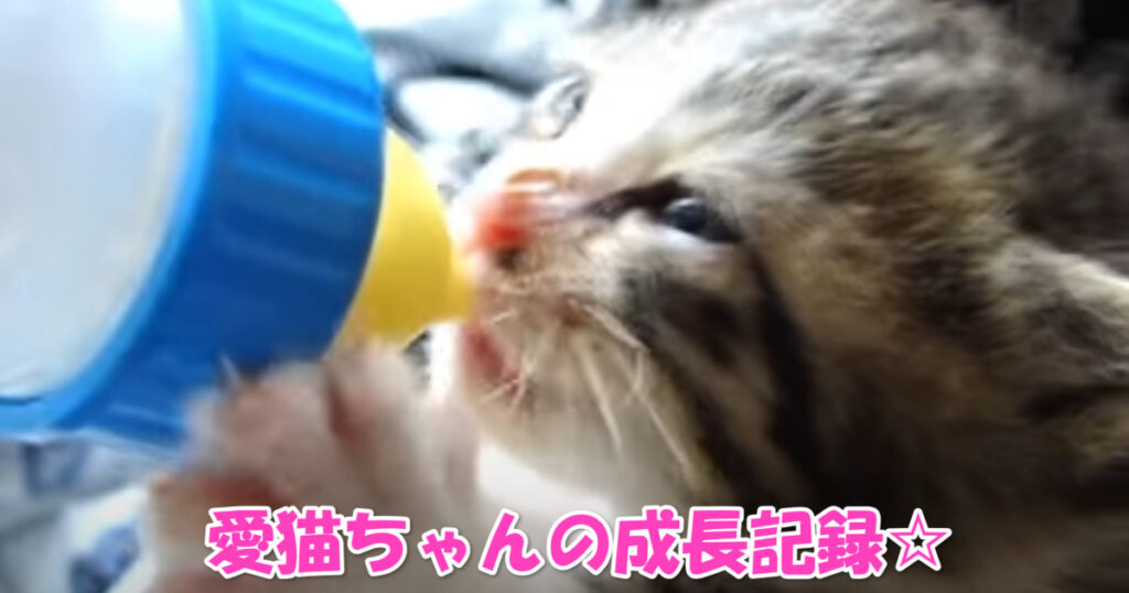 愛猫ちゃんの成長記録。生後２週間の子猫ちゃんが１歳の大人ニャンコに育つまで