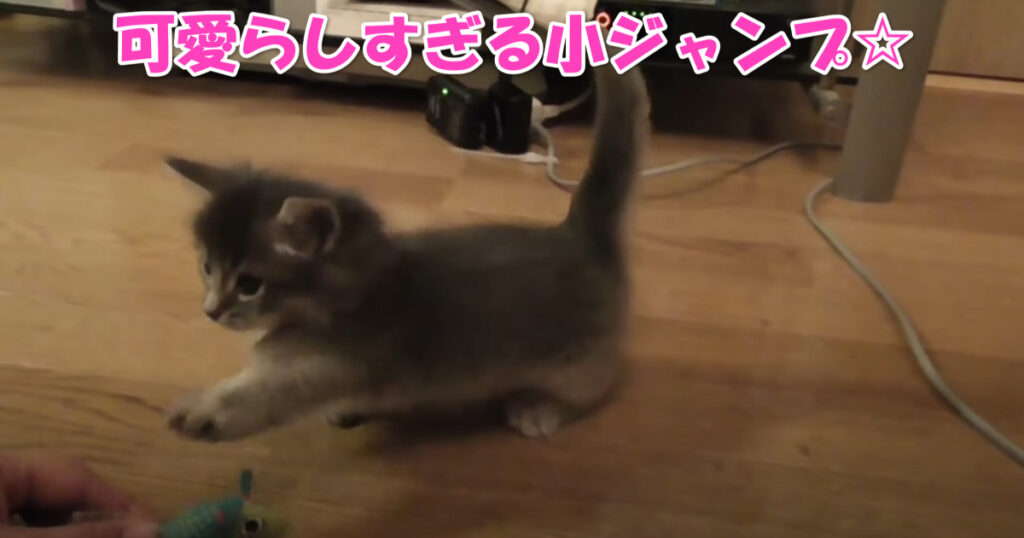 可愛らしい小ジャンプ☆　ご主人さまと遊ぶ子猫ちゃん