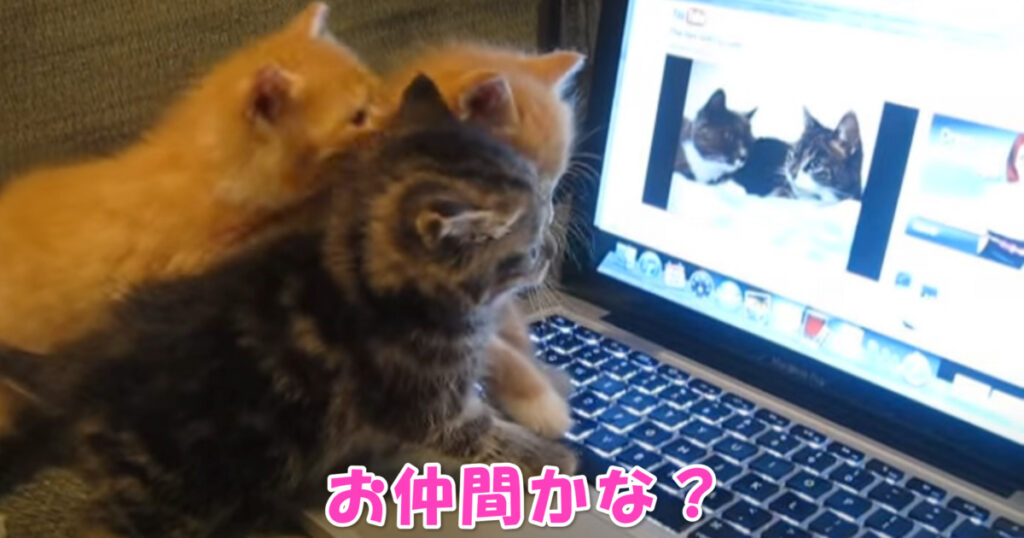 お友達かニャ？　画面に映るニャンコを見た子猫ちゃんたち