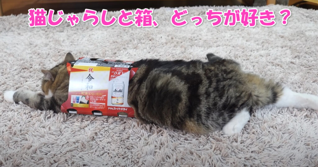 対照的な２ニャンでした。猫じゃらしと箱、どっちに興味がある？