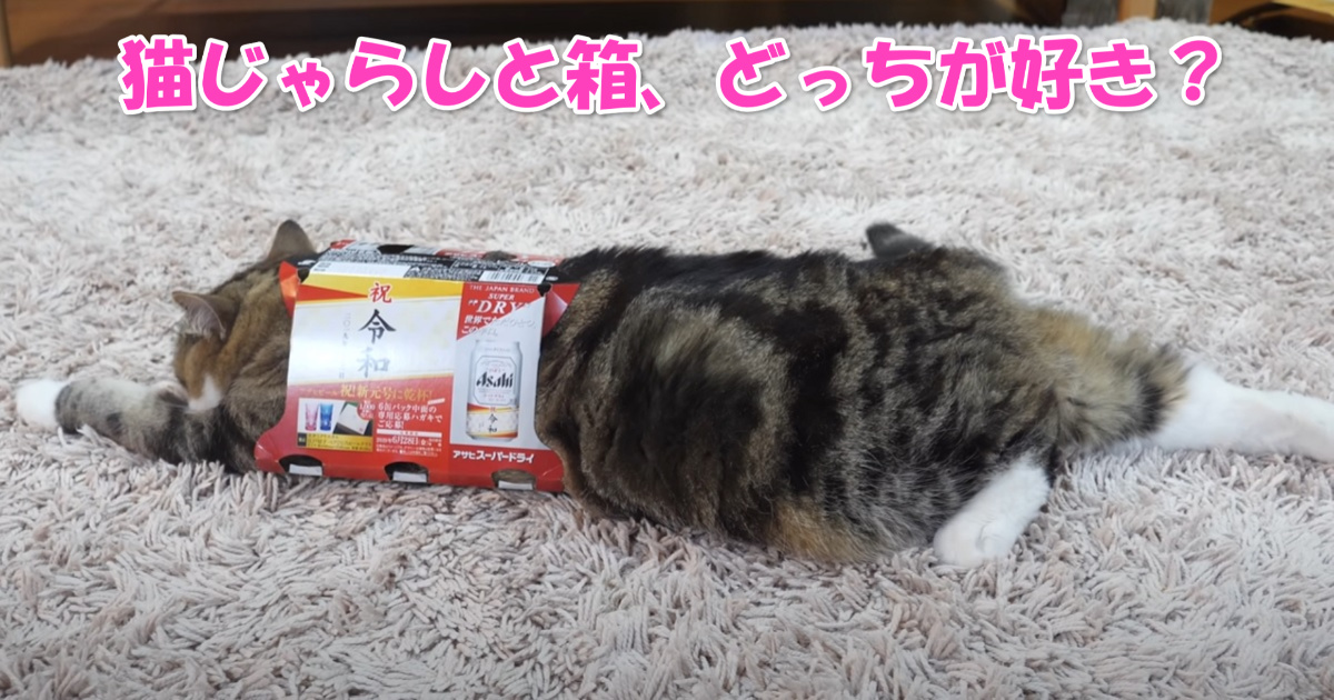 猫じゃらしか箱　アイキャッチ