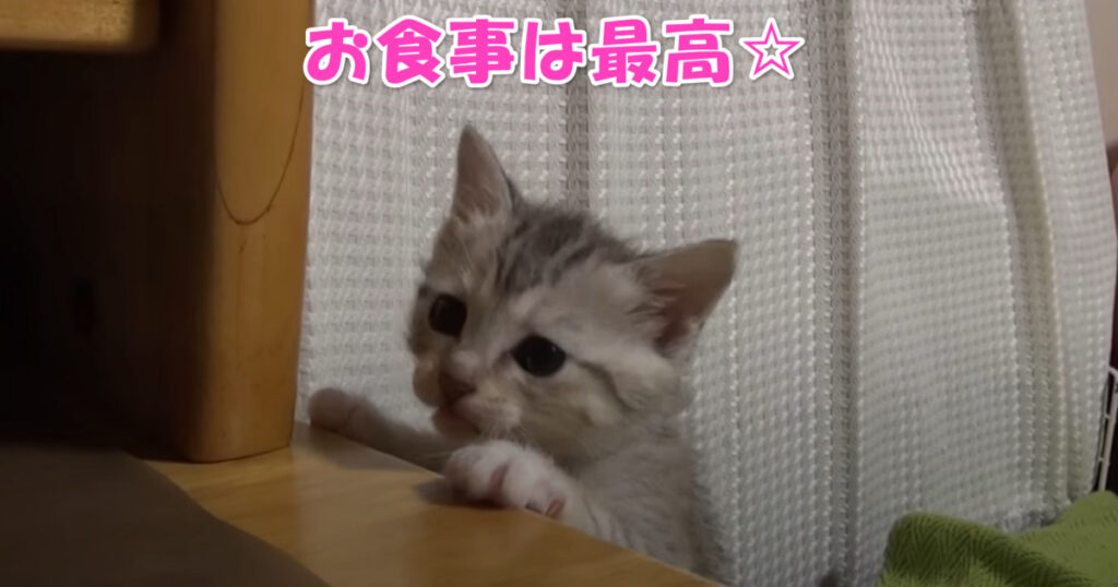 お食事は最高！　食べることが大好きな子猫ちゃん