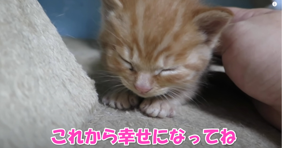 保護された子猫ちゃん　アイキャッチ