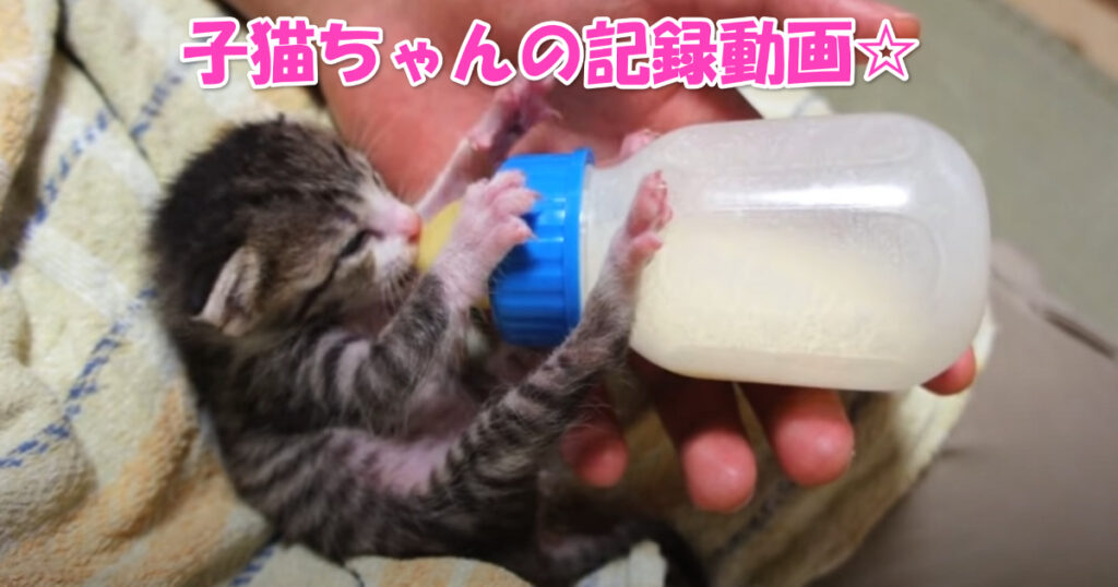 ニャンコにとってもご主人さまにとっても幸せな時間です。子猫ちゃんがやって来てからの１ヶ月間。