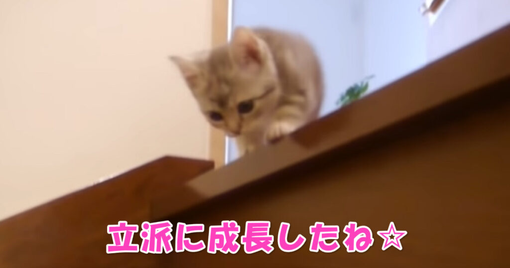 立派に育ったね☆　子猫ちゃんの成長を感じる光景です