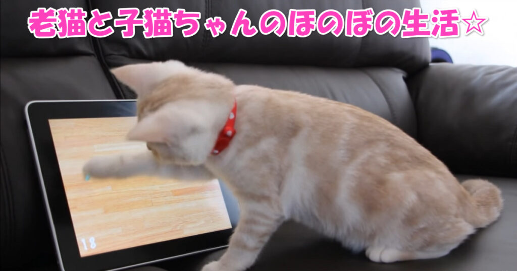 追っかけさん☆　老猫ちゃんの後ろをずっとついていく子猫ちゃん