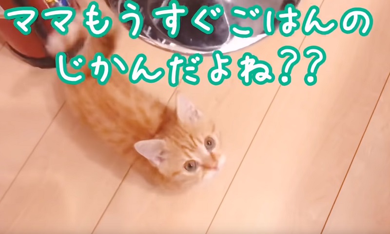 マンチカンの子猫ちゃん　No-1