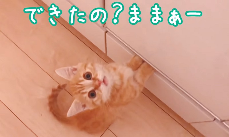 マンチカンの子猫ちゃん　No-2