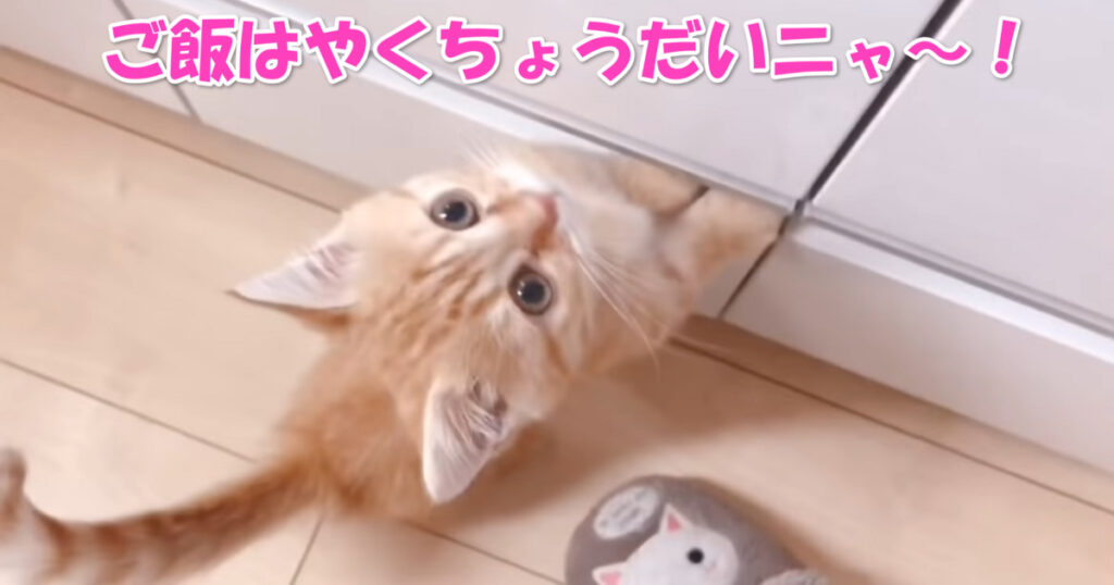 ご飯はまだかニャ～？　そわそわしながらご飯を待つマンチカンの子猫ちゃん