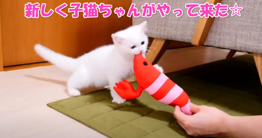 楽しい毎日の始まり☆　子猫ちゃんがお家にやって来た！