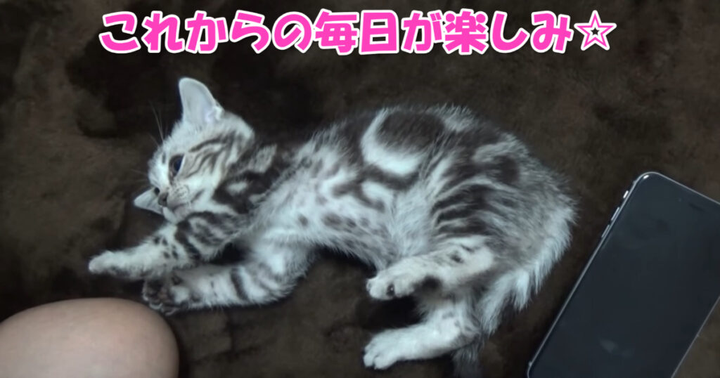 これからの毎日が楽しみ☆　新しく家族に仲間入りしたアメショーの子猫ちゃん