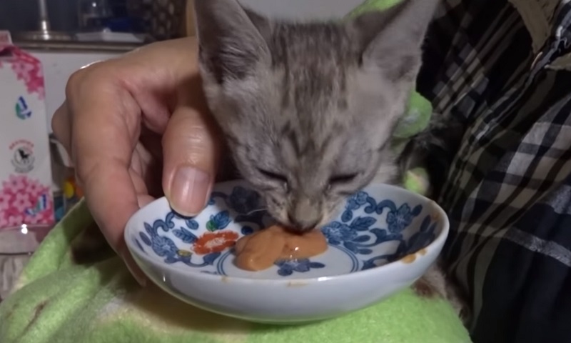 保護された子猫ちゃん　No-3