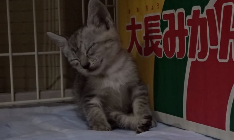 保護された子猫ちゃん　No-4