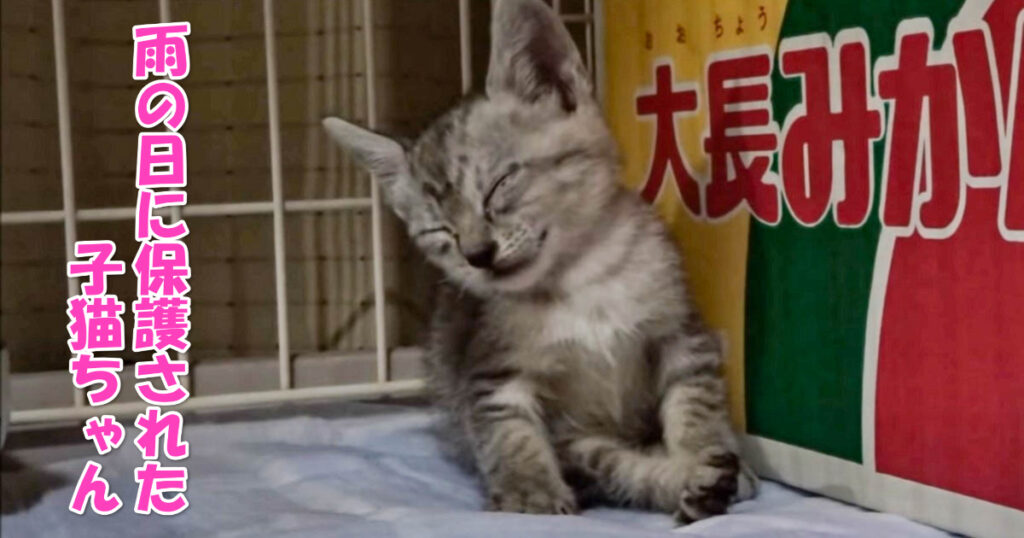 家族に仲間入り。雨の日に保護された子猫のろくちゃん