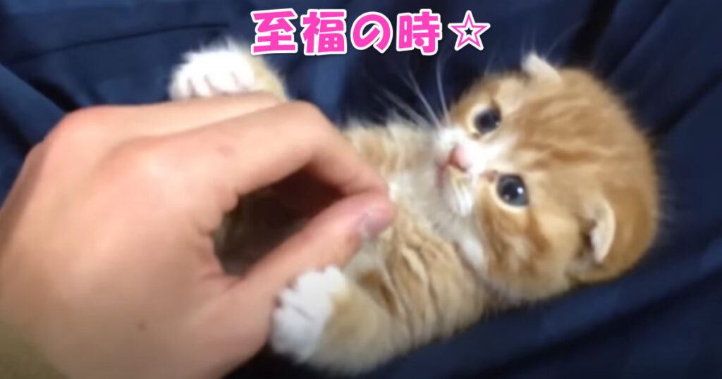 最高のひと時☆　膝の上でくつろぐスコティッシュフォールドの子猫ちゃん