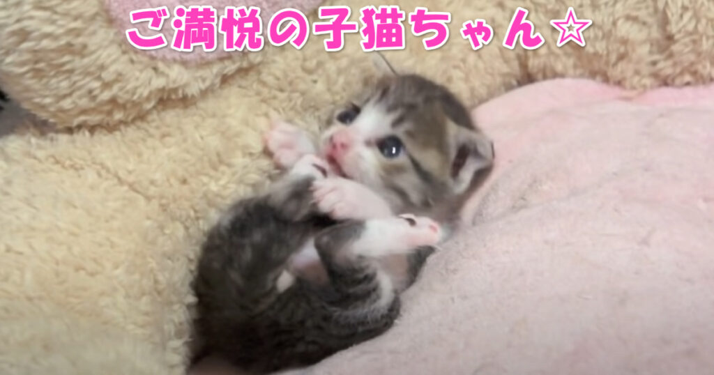 食後のひと時☆　生まれて間もない子猫ちゃん