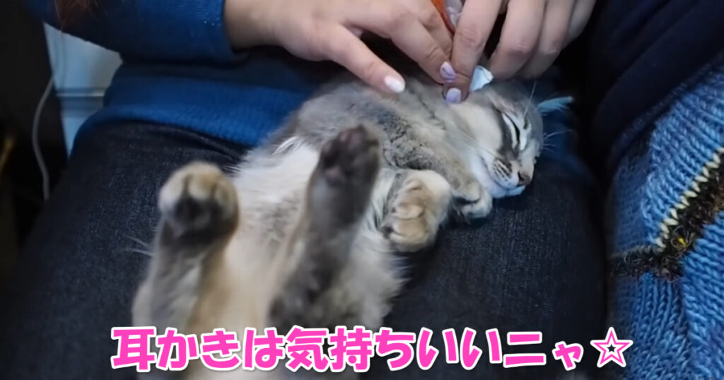 気持ちいいニャ☆　お耳掃除をしてもらっている子猫ちゃん