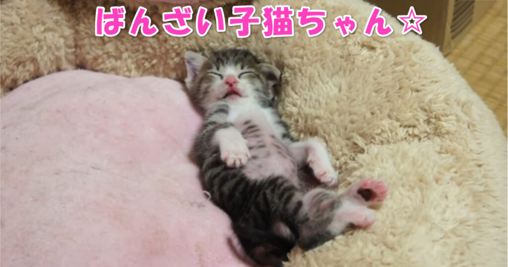 可愛らしくも面白い☆　気持ち良さそうに背伸びする子猫ちゃん