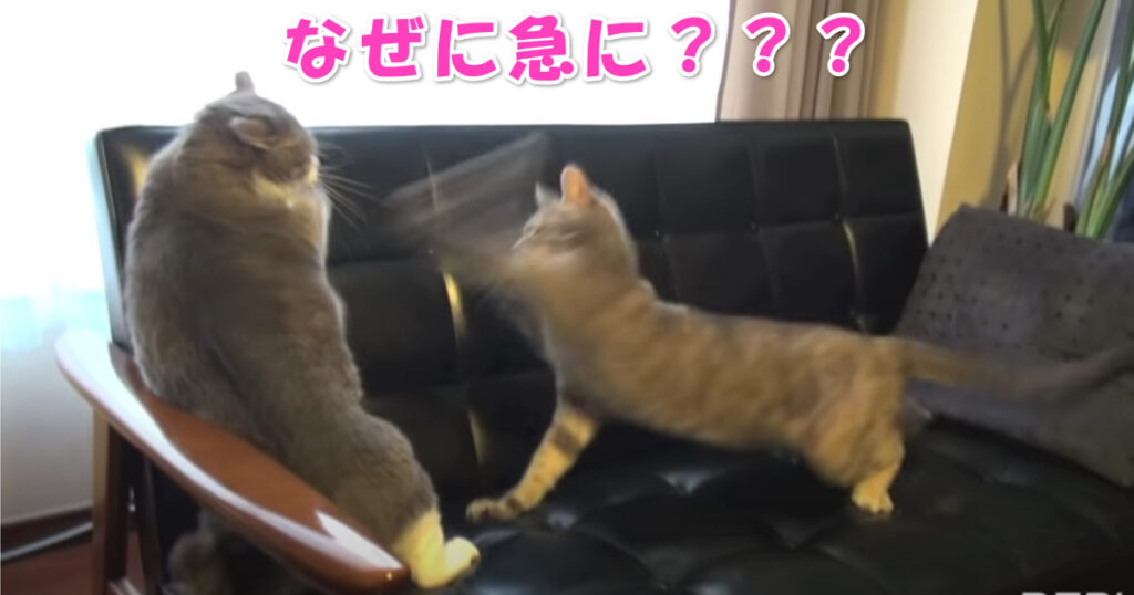 なぜ急に猫パンチ？　いきなり始まるニャンコどうしの喧嘩