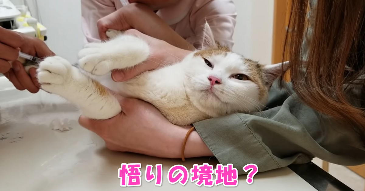 悟り　アイキャッチ