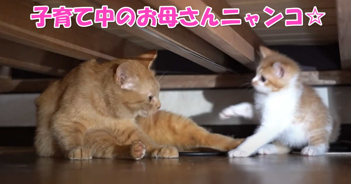 母猫と子猫ちゃん　アイキャッチ