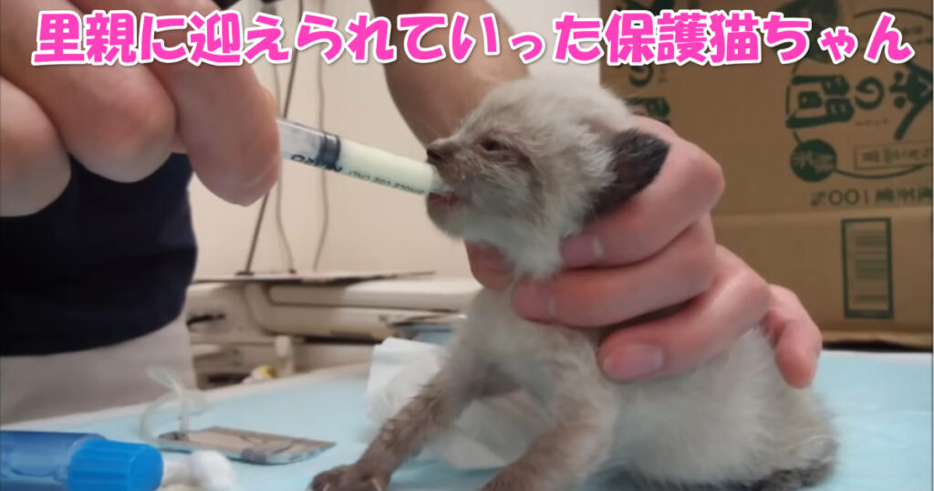 保護された子猫ちゃん　アイキャッチ