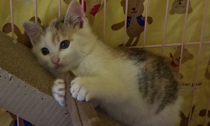 保護された子猫ちゃん　No3