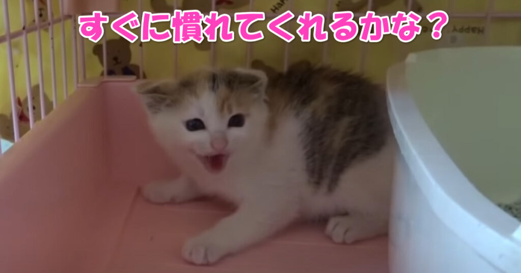 保護された子猫ちゃん　アイキャッチ