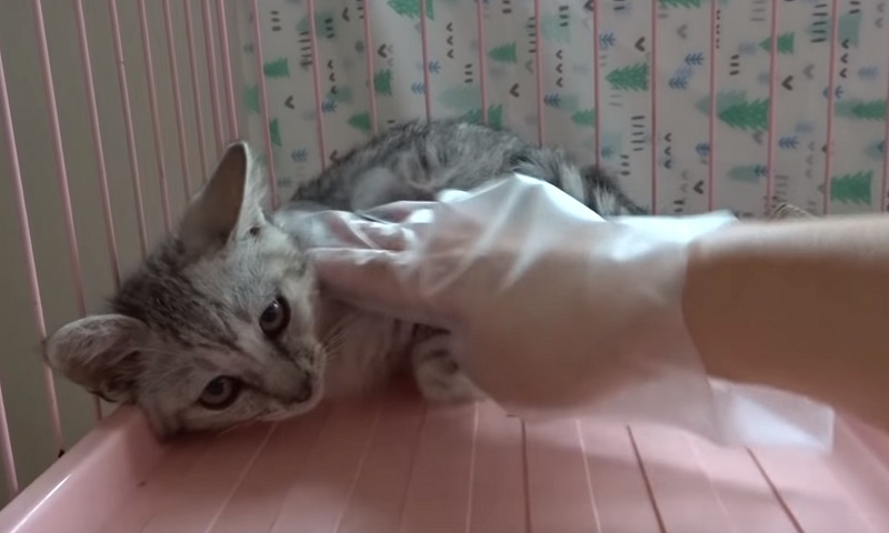 保護された子猫ちゃん　No-2