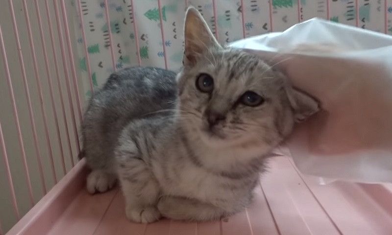 保護された子猫ちゃん　No-3